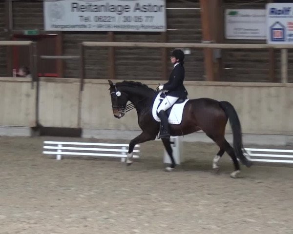 Reitturnier Heidelberg-Kirchheim 2016