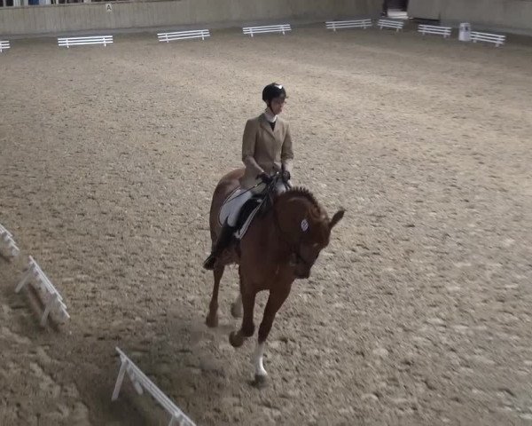 Reitturnier Heidelberg-Kirchheim 2016