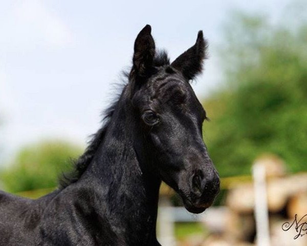 horse Duke of Moonshine (German Sport Horse, 2015, from Diacontinus)