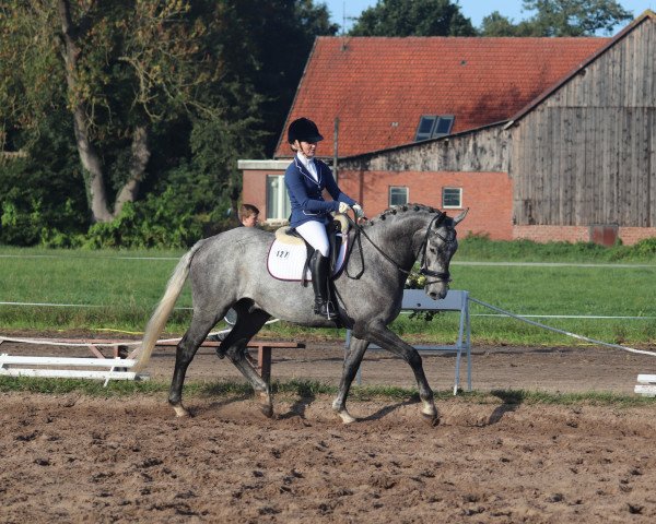 Springpferd Grey Diamond 3 (Hannoveraner, 2014, von Grey Top)