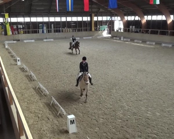 Reitturnier Heidelberg-Kirchheim 2016