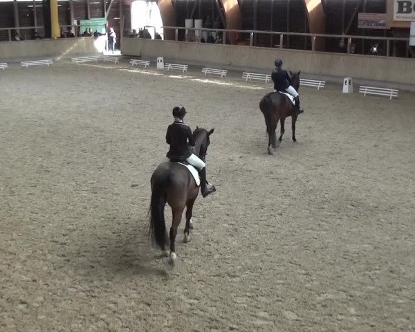 Reitturnier Heidelberg-Kirchheim 2016