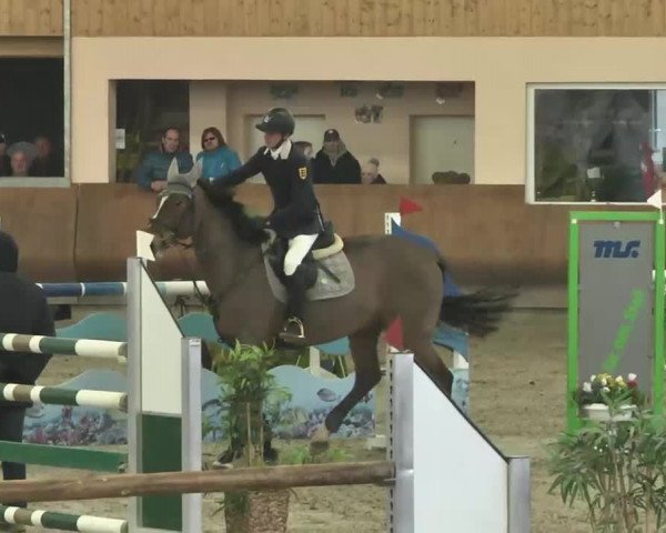 Reitturnier Dettingen 2016