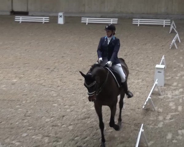 Reitturnier Heidelberg-Kirchheim 2016