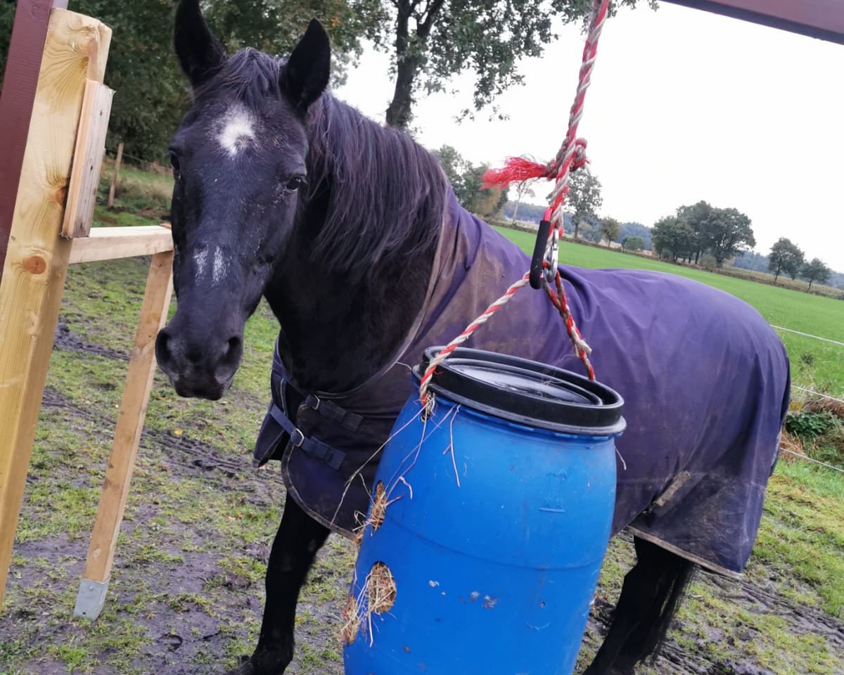 broodmare Dinella (Oldenburg, 1998, from Donatelli I)