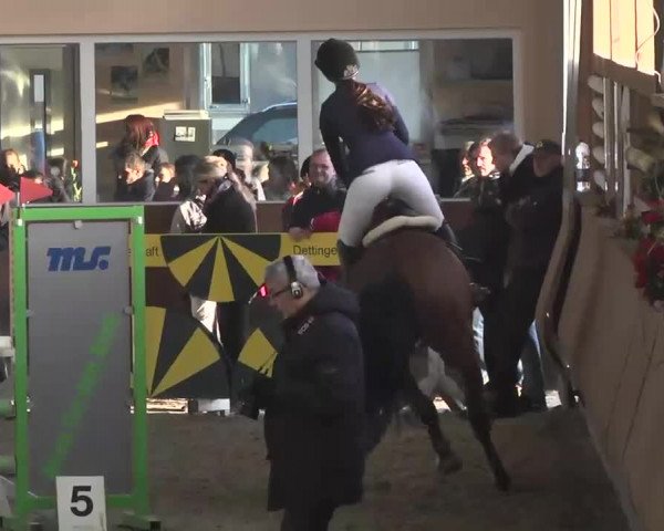 Reitturnier Dettingen 2016