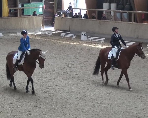Reitturnier Heidelberg-Kirchheim 2016