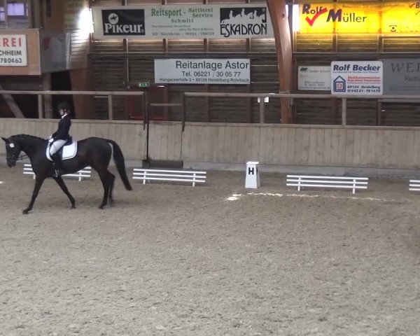 Reitturnier Heidelberg-Kirchheim 2016