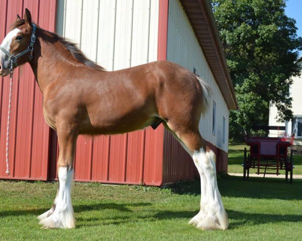 Pferd Brookside Thunder Boomer (Clydesdale, 2017, von Irish Thunder's Celtic Dawson) Pferd Brookside Thunder Boomer (Clydesdale, 2017, von Irish Thunder's Celtic Dawson)