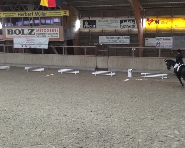 Reitturnier Heidelberg-Kirchheim 2016