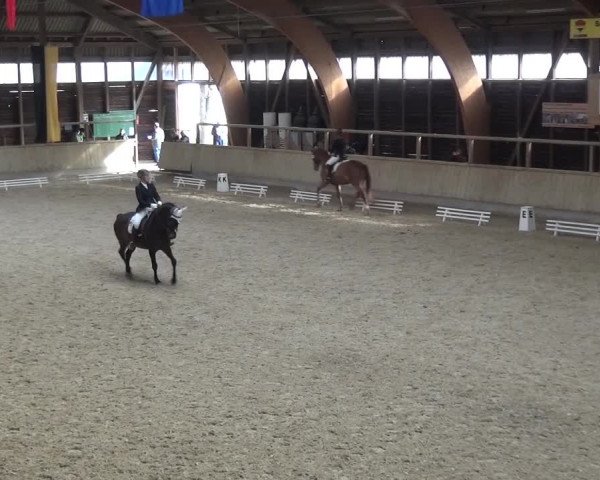 Reitturnier Heidelberg-Kirchheim 2016