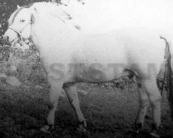 stallion Heggmann N.1528 (Fjord Horse, 1952, from Lun N.1011) stallion Heggmann N.1528 (Fjord Horse, 1952, from Lun N.1011)