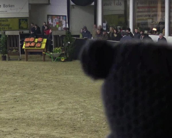 Reitturnier Borken 2016