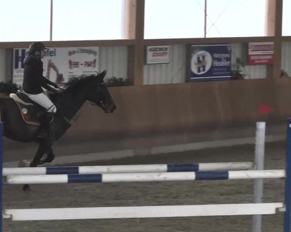 Reitturnier Dettingen 2016