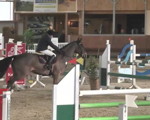 Reitturnier Dettingen 2016