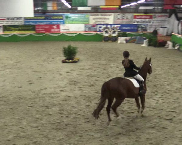 Keppelner Springpferdemeeting 2016