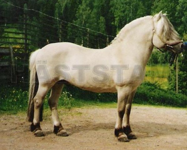 stallion Sølvgråen 113 SWE (Fjord Horse, 1977, from Jølstra Gråen)
