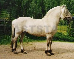 stallion Sølvgråen 113 SWE (Fjord Horse, 1977, from Jølstra Gråen)