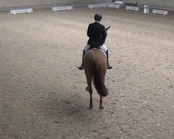 Reitturnier Heidelberg-Kirchheim 2016