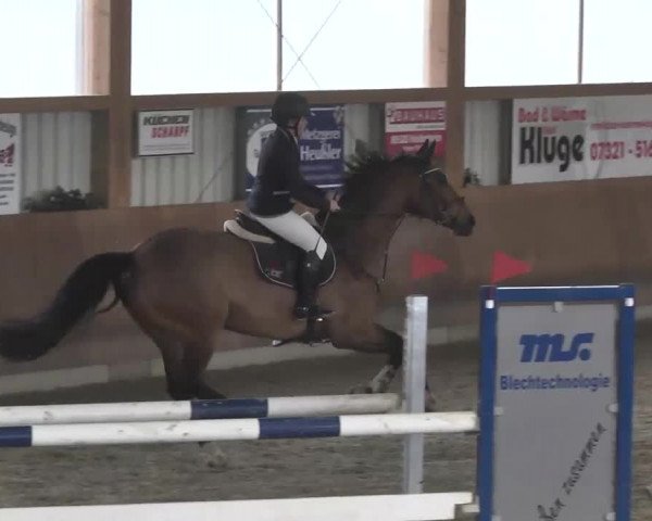 Reitturnier Dettingen 2016