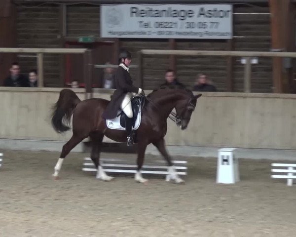 Reitturnier Heidelberg-Kirchheim 2016