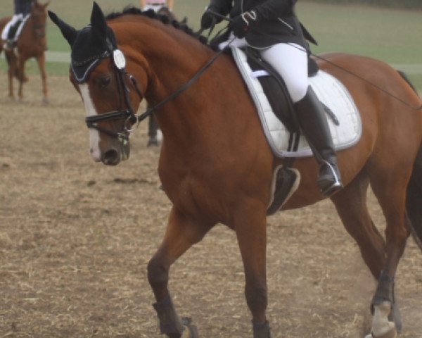 horse Daddy's Little Darling 3 (Hanoverian, 2013, from Don Darius)