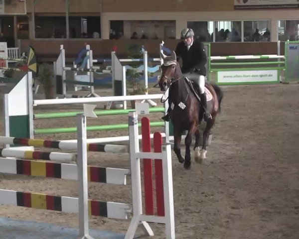 Reitturnier Dettingen 2016
