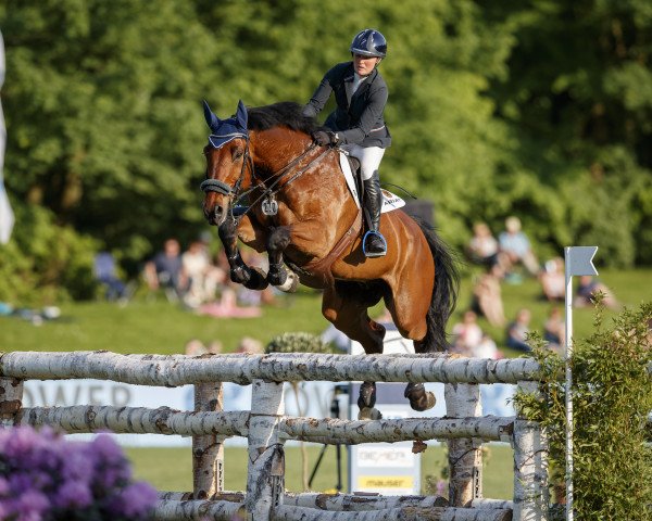 jumper Tello R Z (Zangersheide riding horse, 2009, from Toulon)