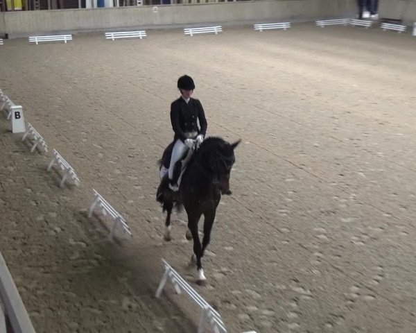 Reitturnier Heidelberg-Kirchheim 2016