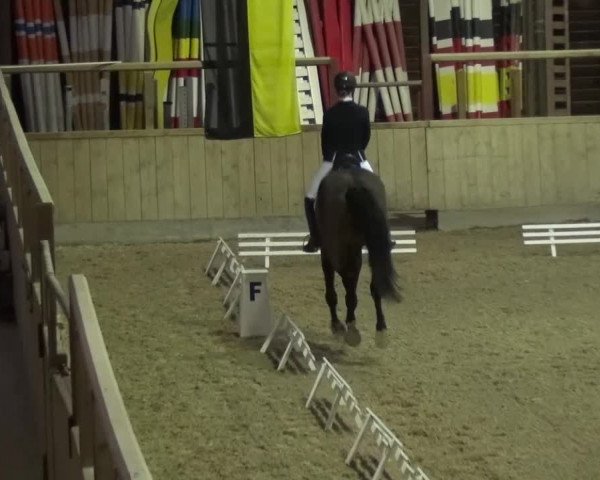 Reitturnier Heidelberg-Kirchheim 2016
