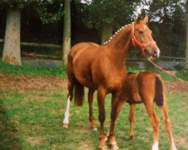 broodmare Padua (Westphalian, 1991, from Parademarsch I)