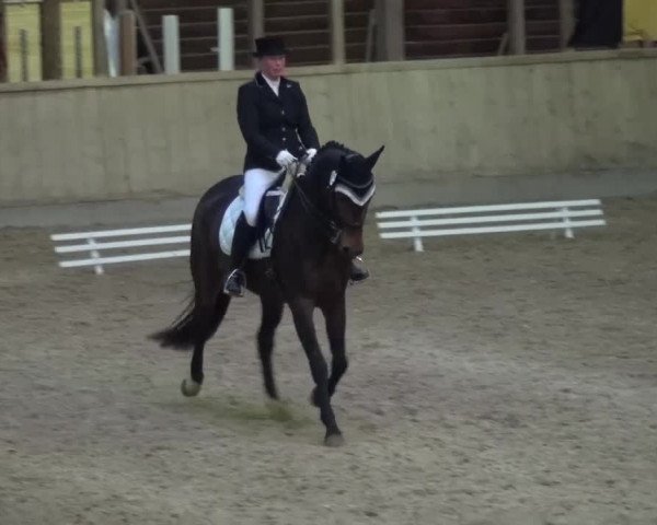 Reitturnier Heidelberg-Kirchheim 2016