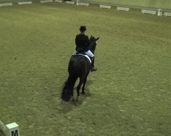 Reitturnier Heidelberg-Kirchheim 2016