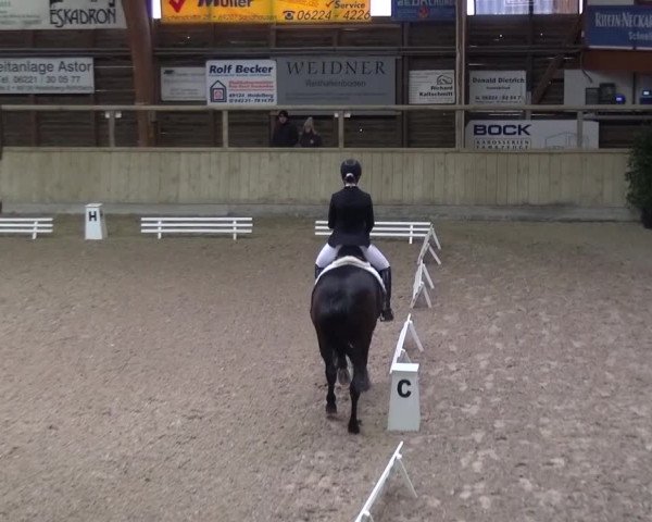 Reitturnier Heidelberg-Kirchheim 2016