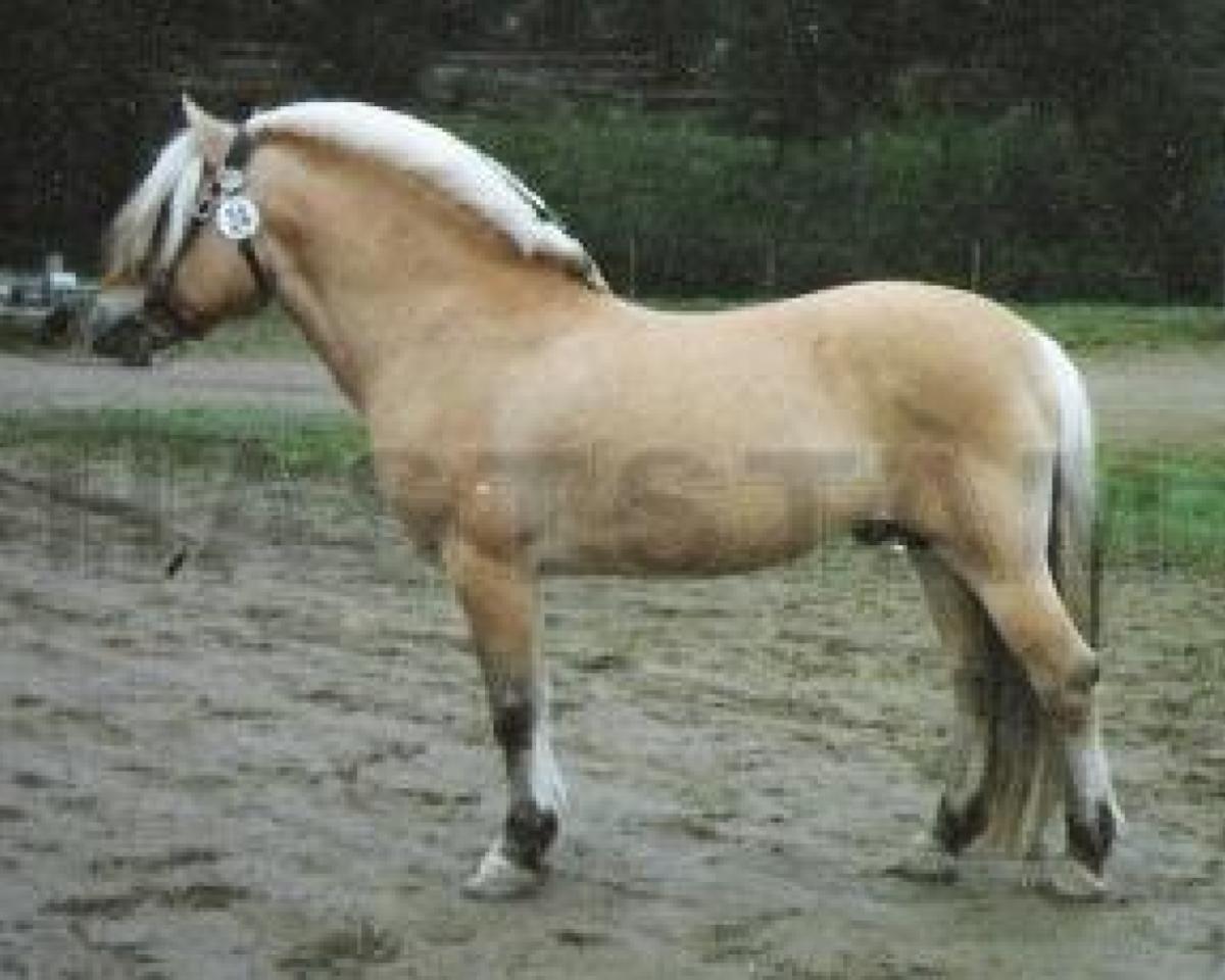 Nytorps Josef: Cheval, Pedigree