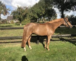 dressage horse Blue Forest Pepper (New Forest Pony, 2015, from Lex)