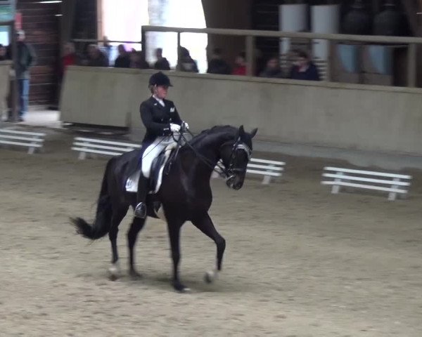 Reitturnier Heidelberg-Kirchheim 2016
