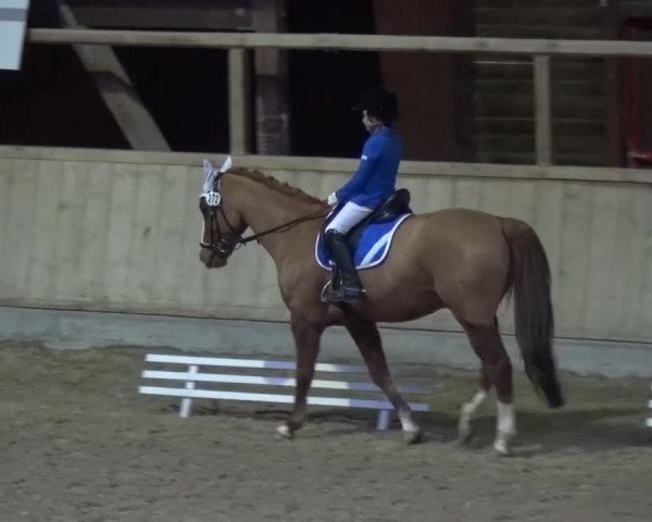 Reitturnier Heidelberg-Kirchheim 2016