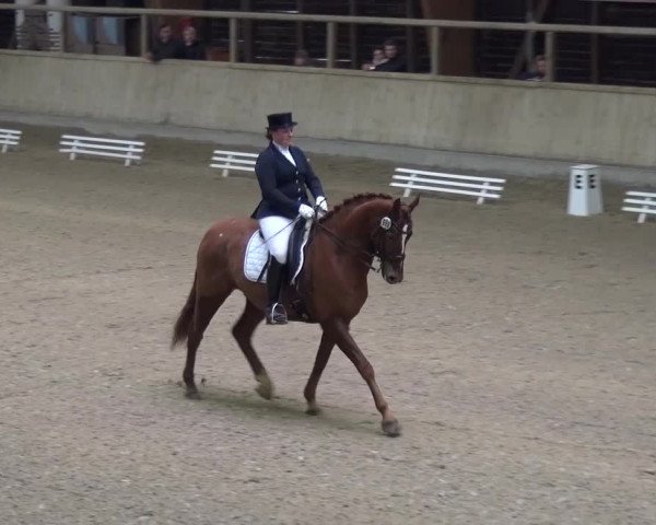 Reitturnier Heidelberg-Kirchheim 2016