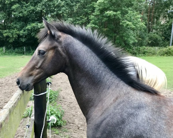 jumper Casino Brandy (Mecklenburg, 2019, from Casino Grande)