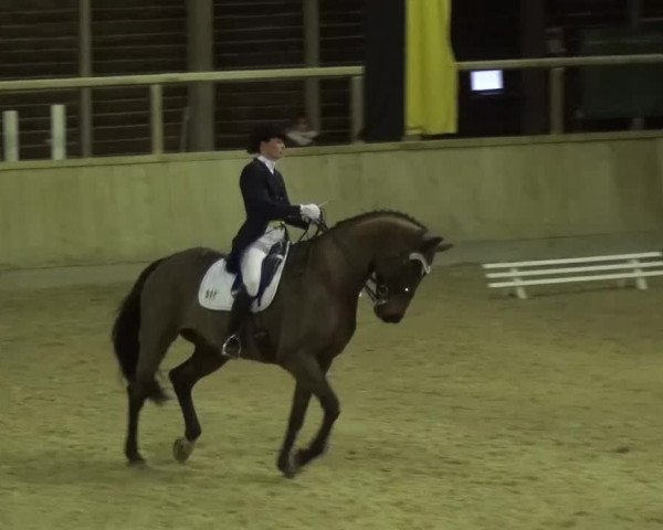 Reitturnier Heidelberg-Kirchheim 2016