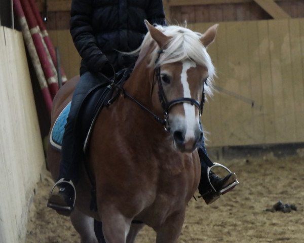 Pferd Davina (7,03% ox) (Edelbluthaflinger, 2010, von Alibaba)