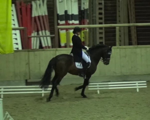 Reitturnier Heidelberg-Kirchheim 2016