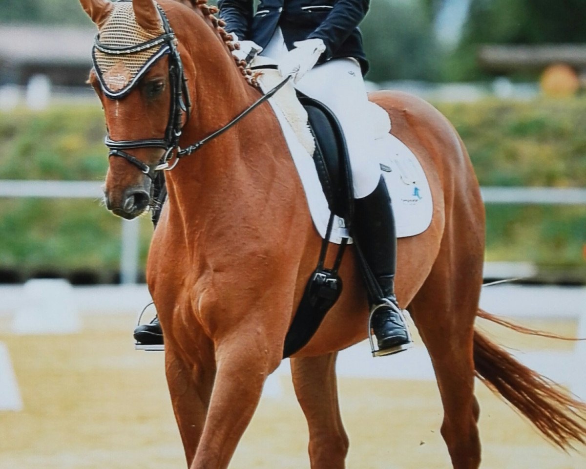 Pferd Broadway (Hannoveraner, 2010, von Belissimo NRW)