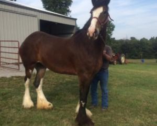 Fattrice Brookside R&M Peekaboo Streek (Clydesdale, 2008, di Brookside Taylor Made) Fattrice Brookside R&M Peekaboo Streek (Clydesdale, 2008, di Brookside Taylor Made)