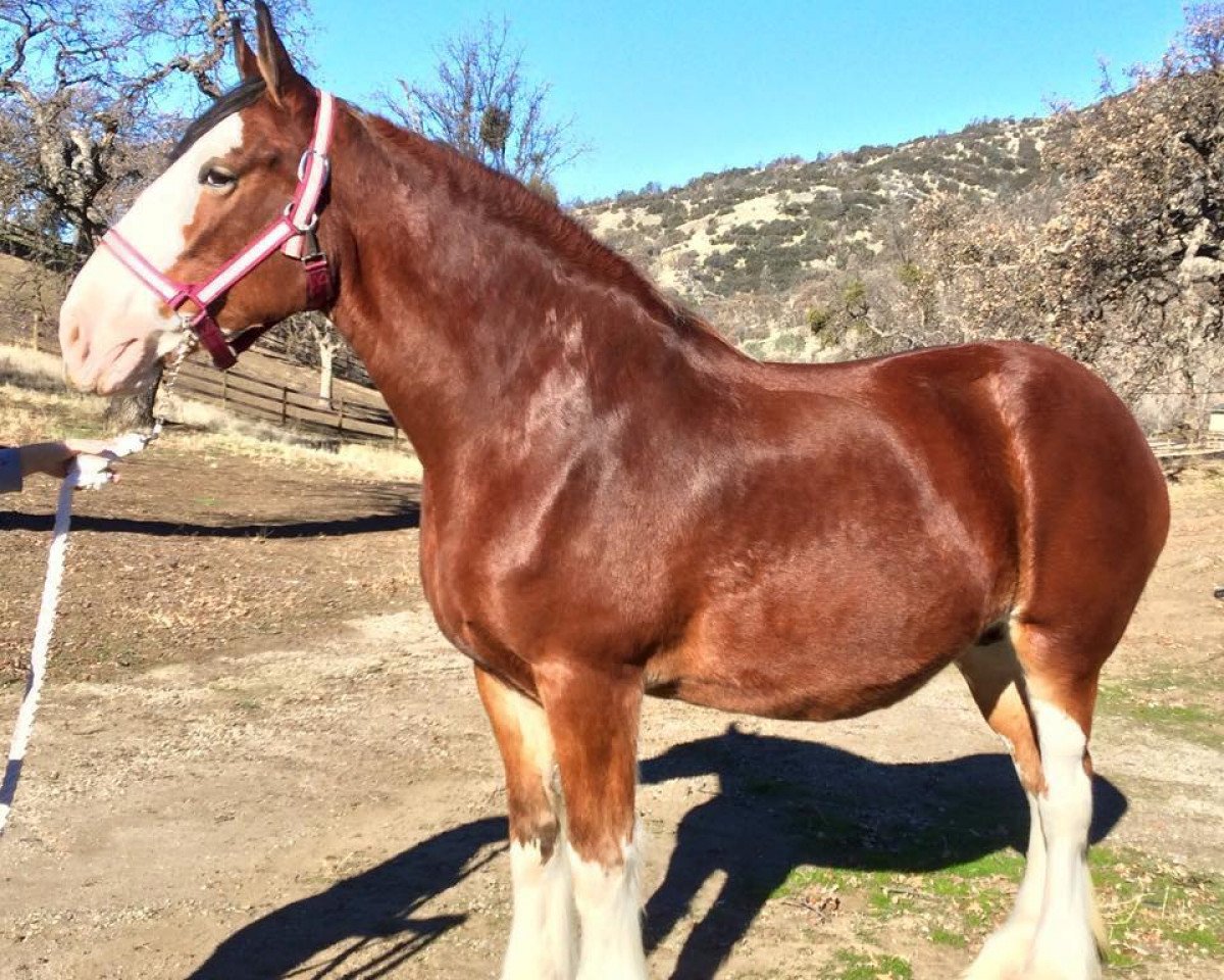 broodmare Ozark's Royal Crystal Gail (Clydesdale, 2007, from Cedarlane Hurricane)