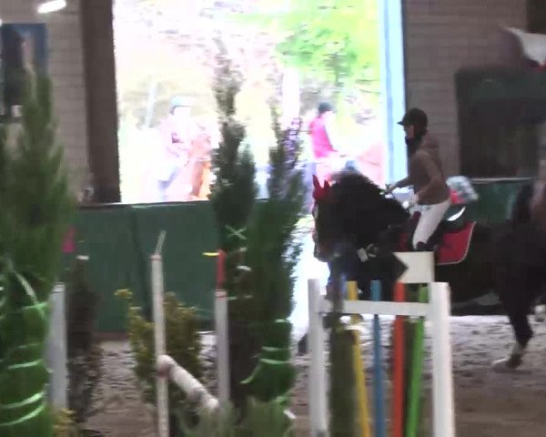 Reitturnier Heilbronn 2016