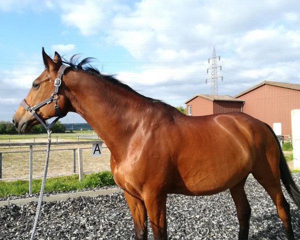 jumper Alina W (Hessian Warmblood, 1995, from Aargau)