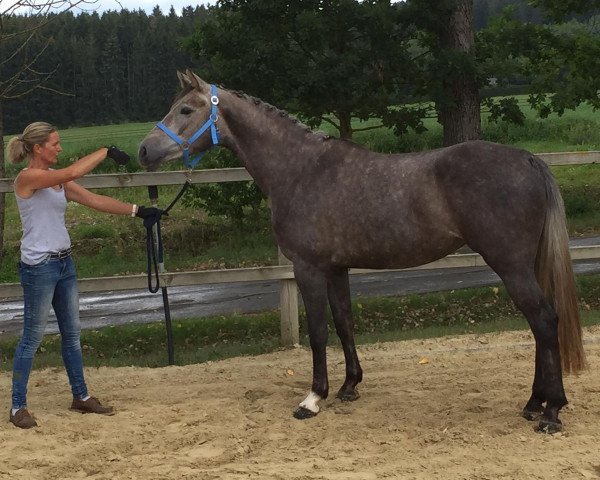 broodmare Sky MB (Hanoverian, 2016, from Viscount 22)
