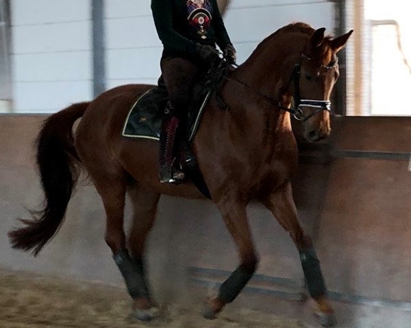 horse Venezuela 13 (Oldenburg, 2014, from Blue Hors Veneziano)